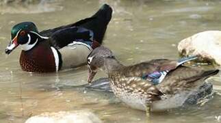 Canard carolin