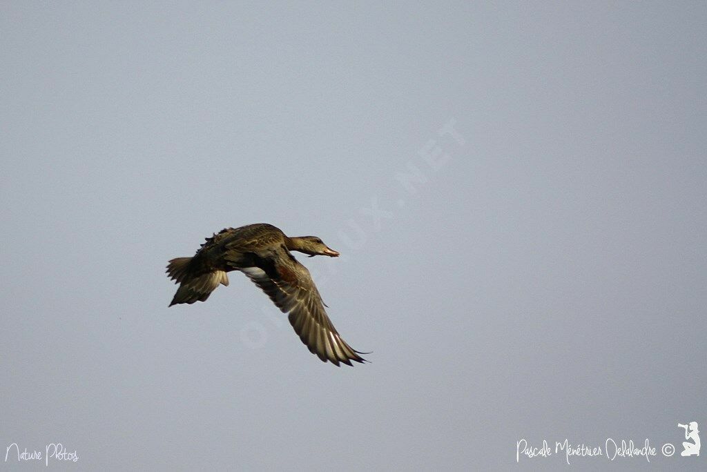 Gadwall