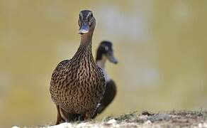 Canard colvert