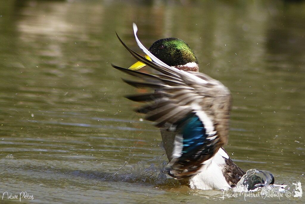 Canard colvert mâle