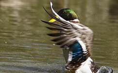 Canard colvert