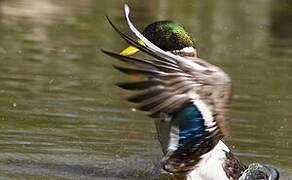 Mallard