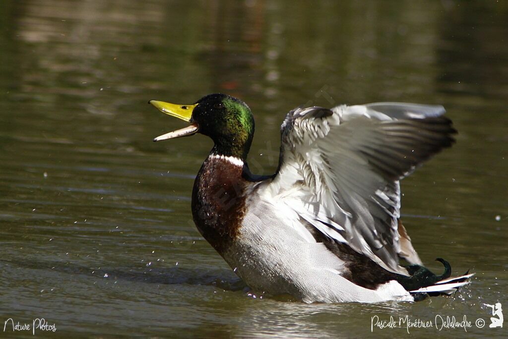 Canard colvert mâle