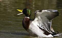 Canard colvert