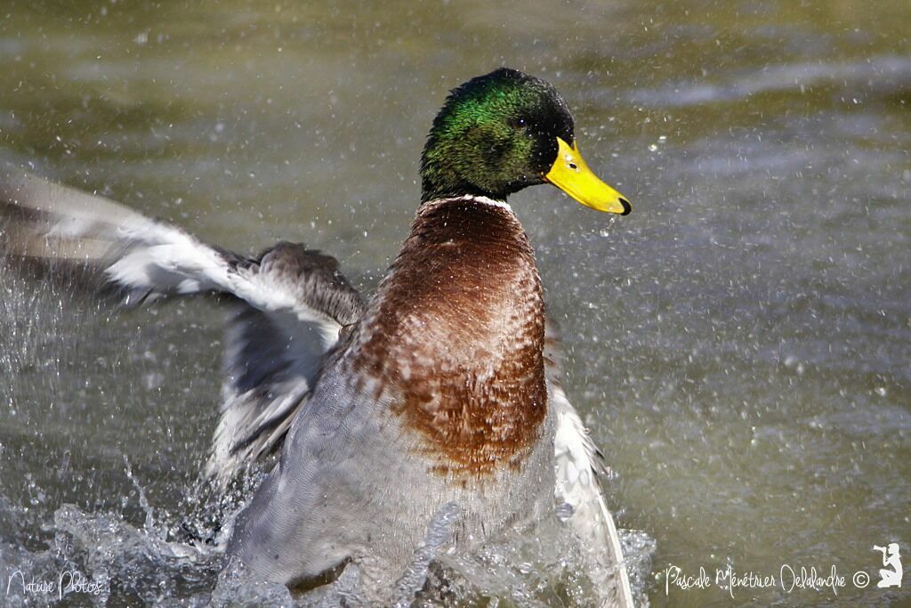 Mallard male