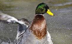 Canard colvert