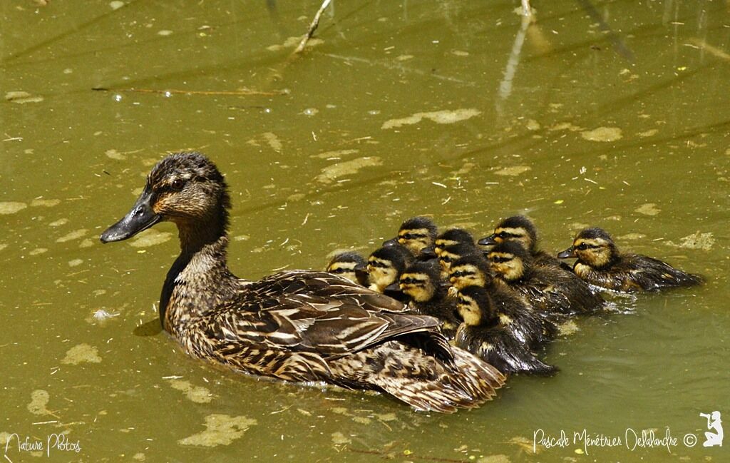 Canard colvert