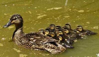 Canard colvert