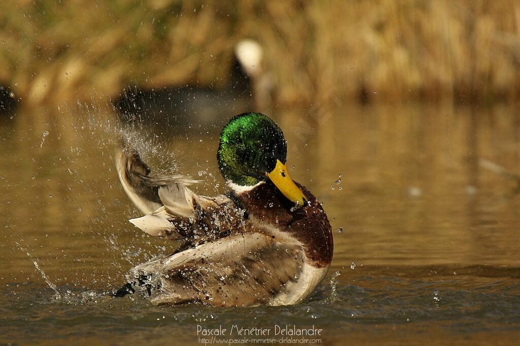 Mallard male adult