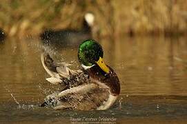 Canard colvert