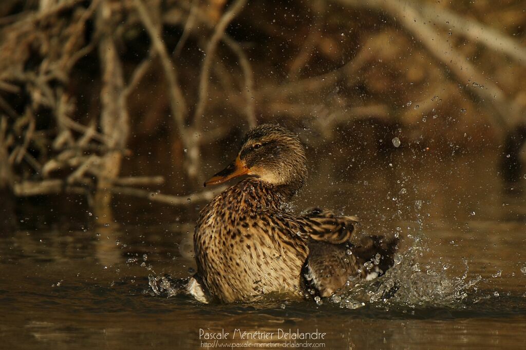 Mallard