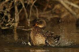 Canard colvert