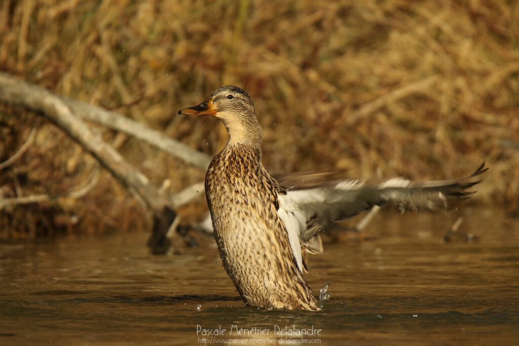 Canard colvert