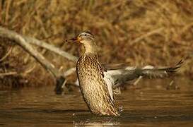 Canard colvert