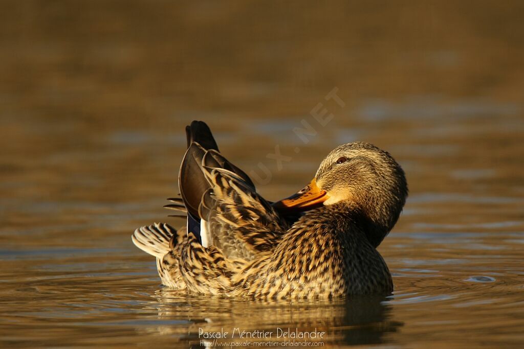 Canard colvert femelle