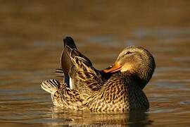 Mallard