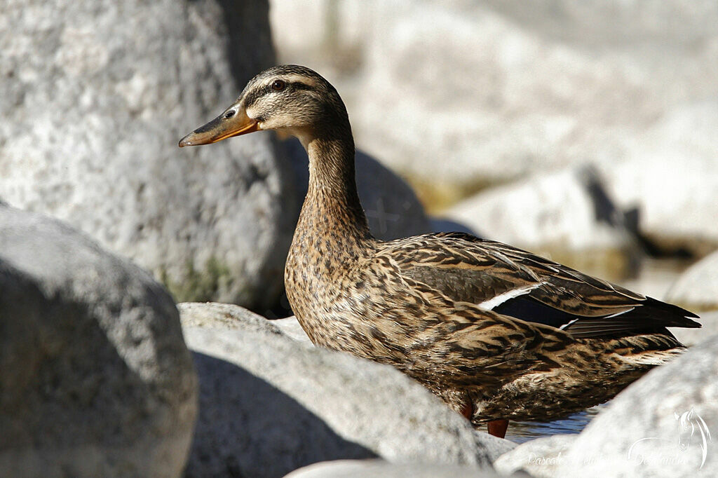 Canard colvert femelle