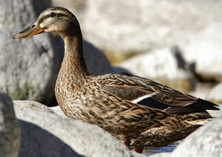 Canard colvert