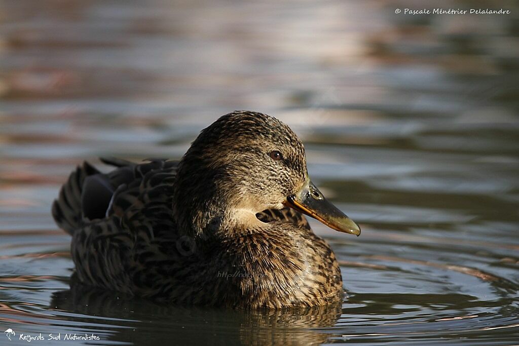 Canard colvert