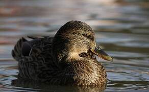 Canard colvert