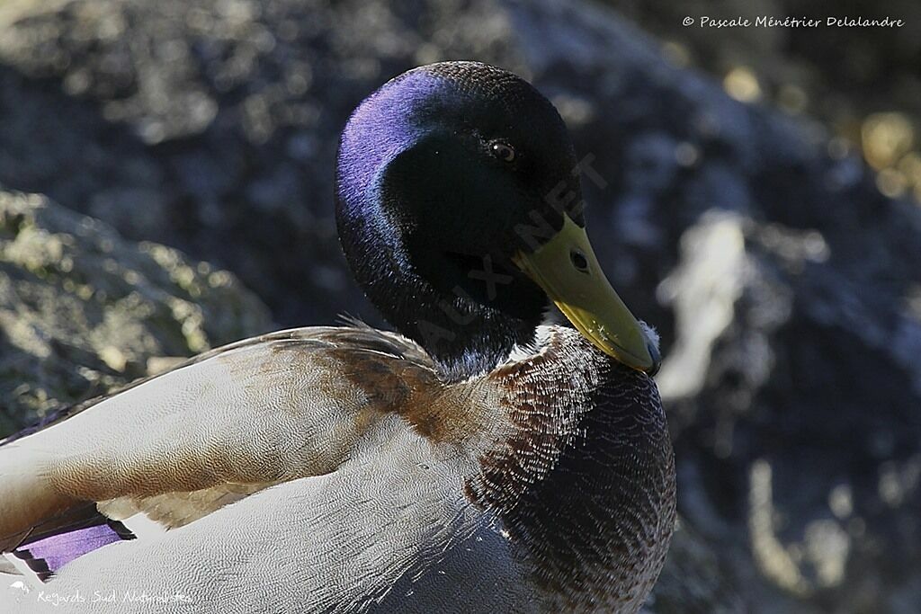 Canard colvert