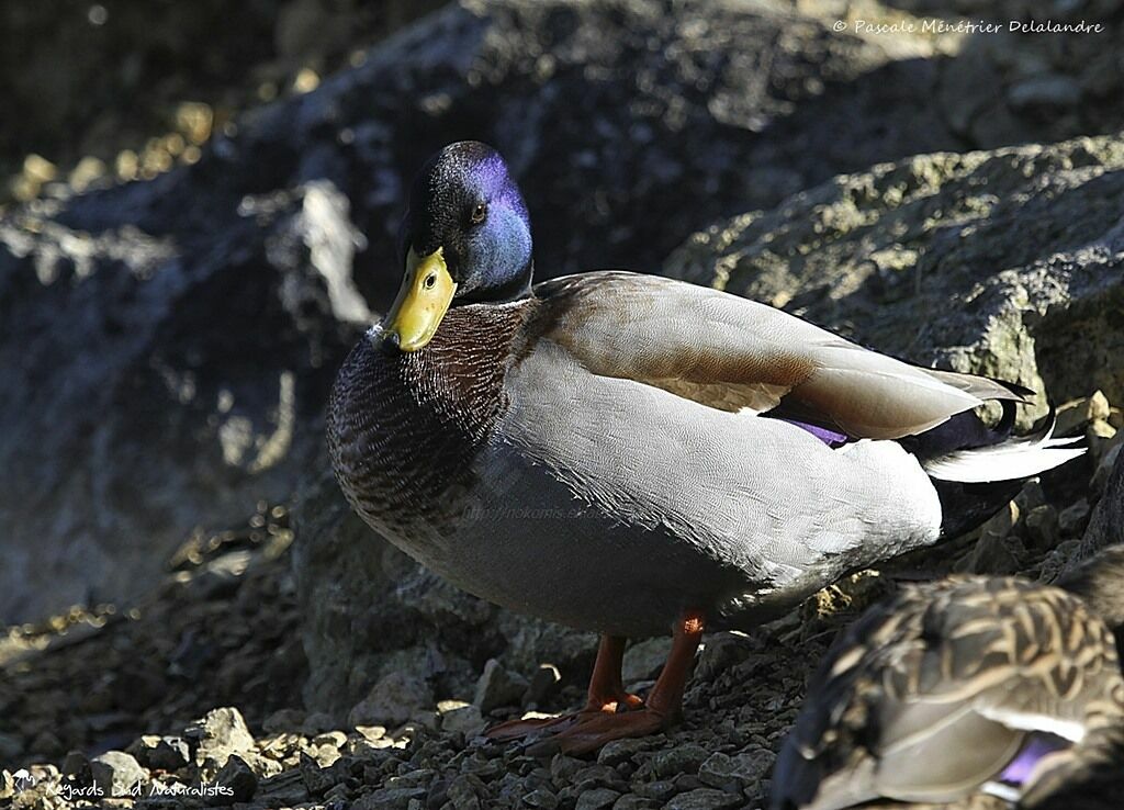 Canard colvert