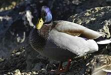 Canard colvert