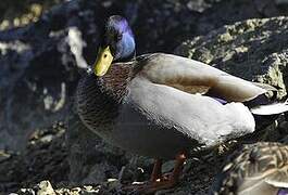 Mallard