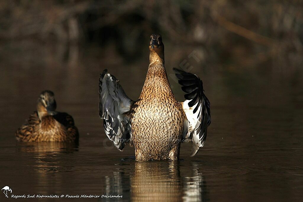 Canard colvert