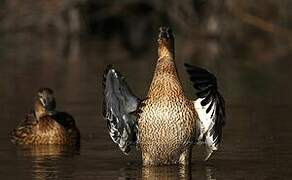 Canard colvert