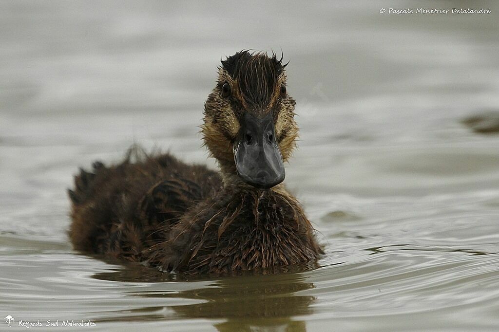 Mallardjuvenile