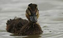 Canard colvert