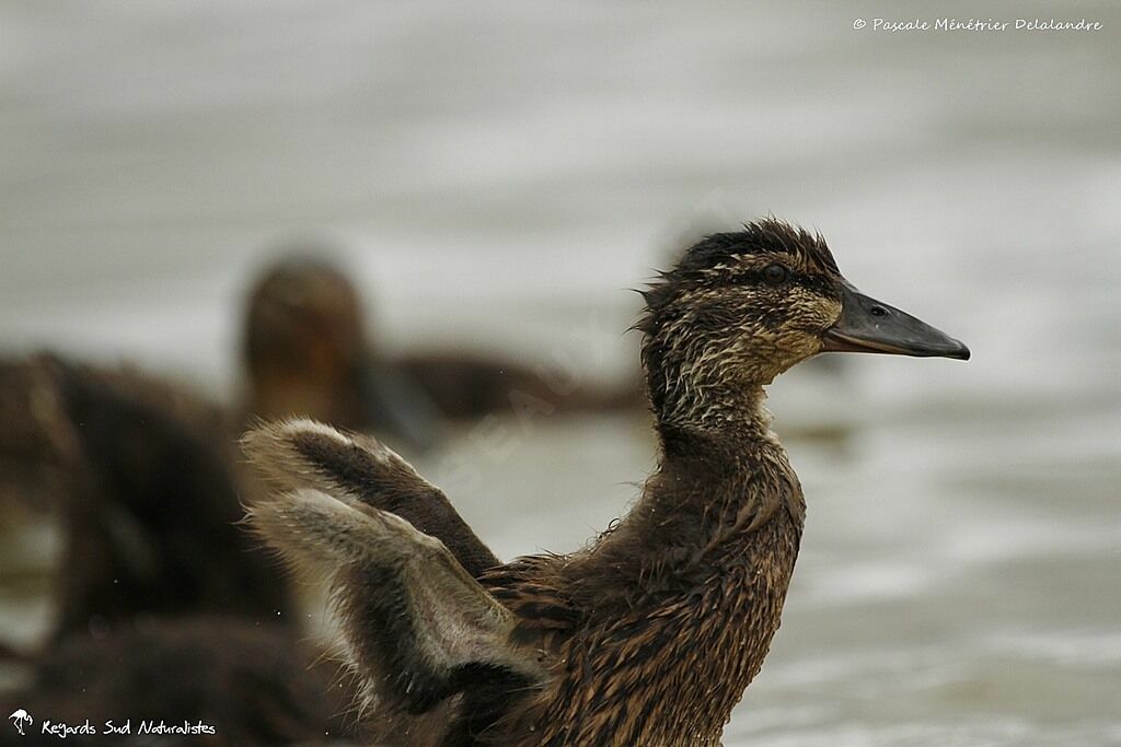 Canard colvertjuvénile