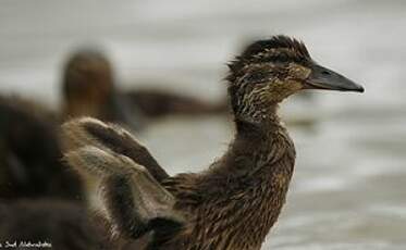 Canard colvert