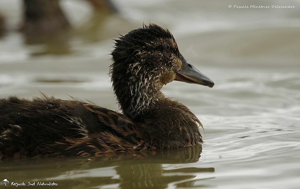 Canard colvertjuvénile