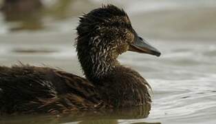 Canard colvert