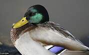 Canard colvert