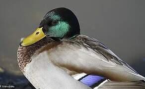 Mallard