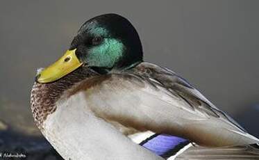 Canard colvert