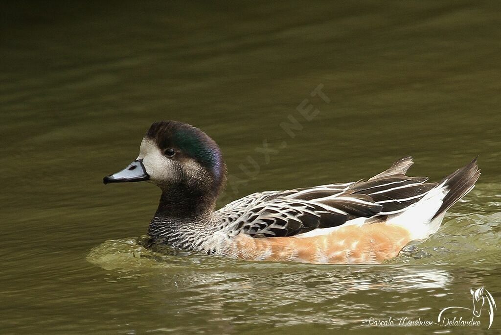 Canard de Chiloé