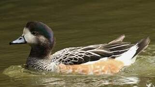 Chiloe Wigeon