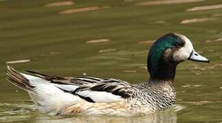 Canard de Chiloé