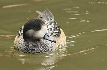 Canard de Chiloé