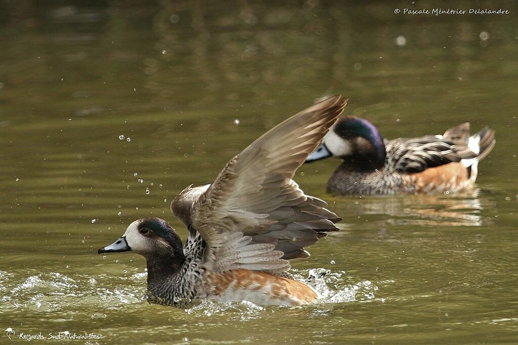 Canard de Chiloé