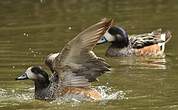 Canard de Chiloé