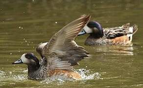 Chiloe Wigeon