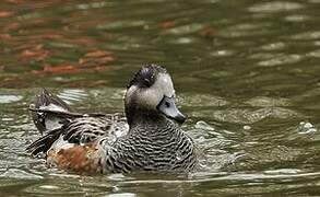 Canard de Chiloé