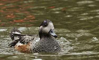 Canard de Chiloé