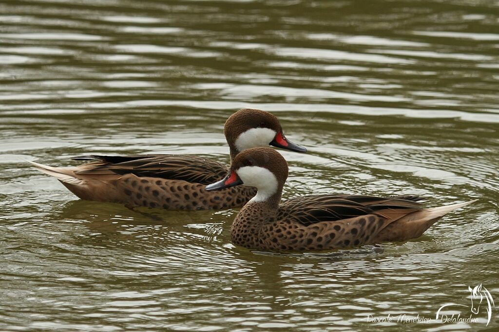 White-cheeked Pintail