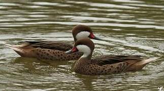 White-cheeked Pintail